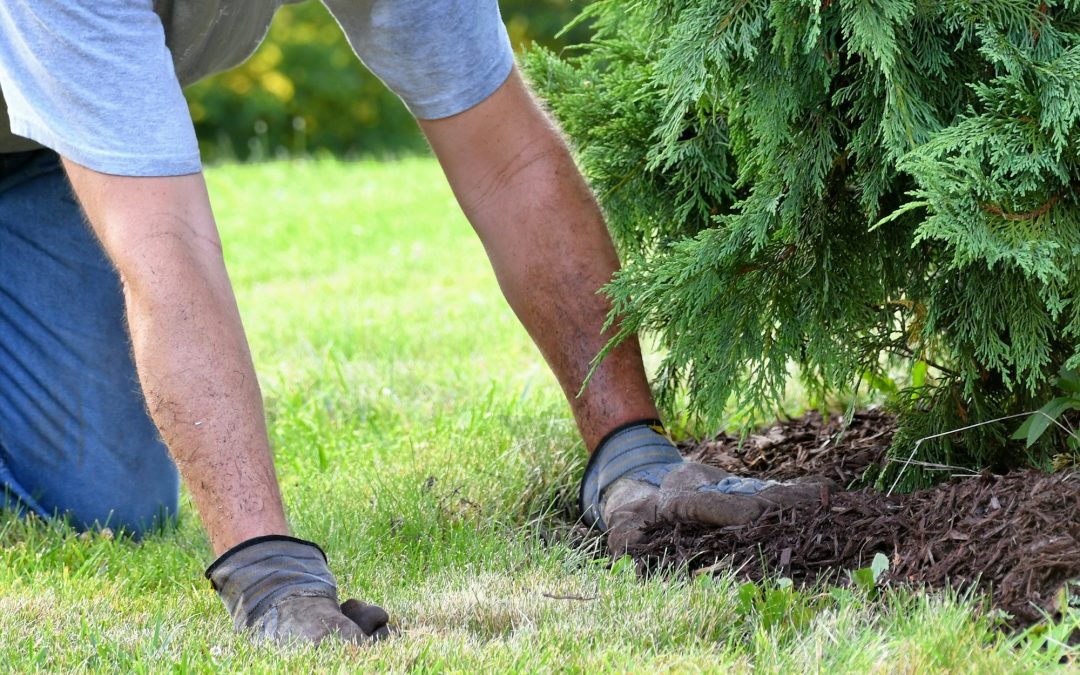 Thriving Gardens in a Changing Climate: Embracing Climate-Adaptive Gardening