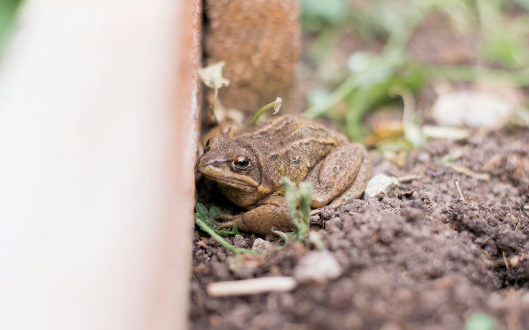 Fostering Biodiversity: Lawn and Garden Practices for Wildlife Preservation